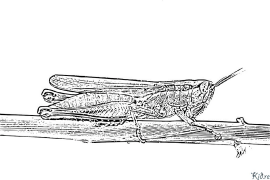 ක්රිකට් මුද්‍රණය කළ හැකි වර්ණ පිටු